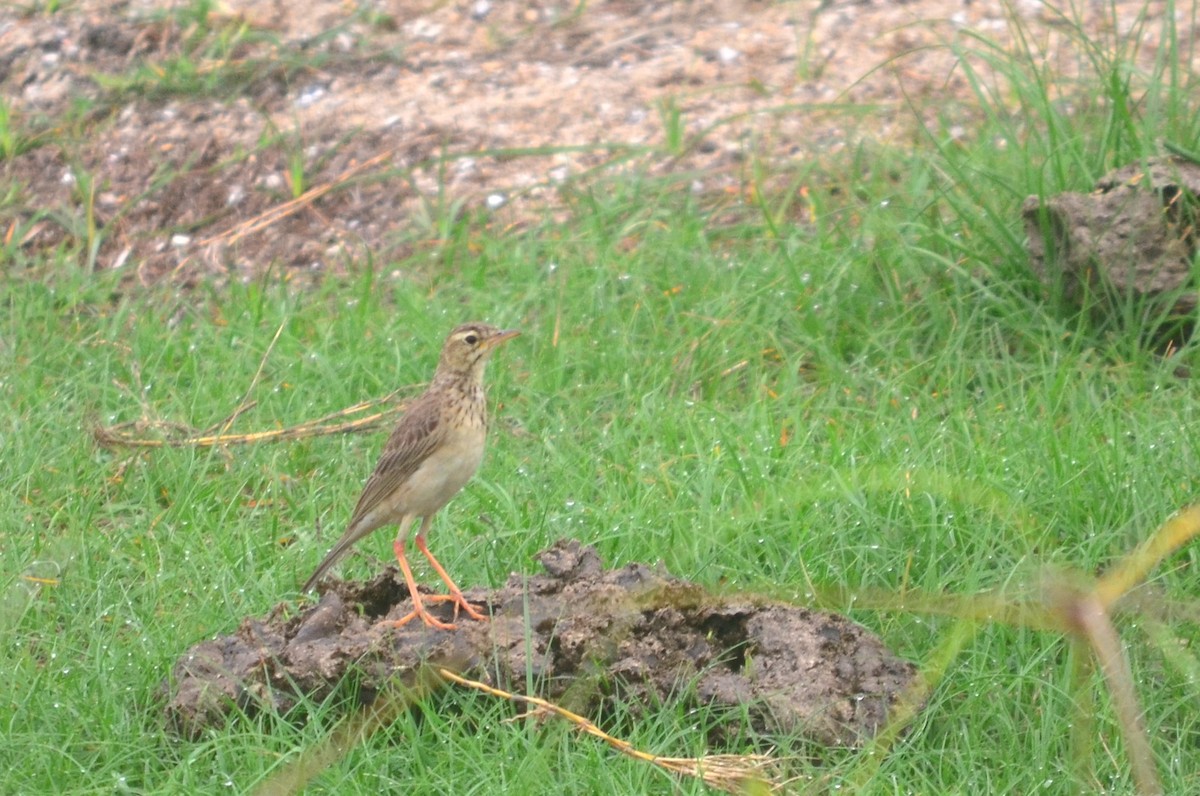 Paddyfield Pipit - ML60551351