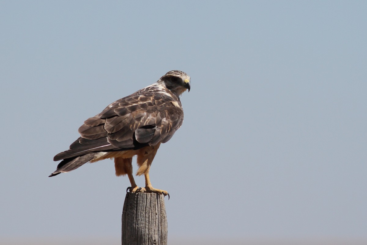 Swainson's Hawk - ML605513671