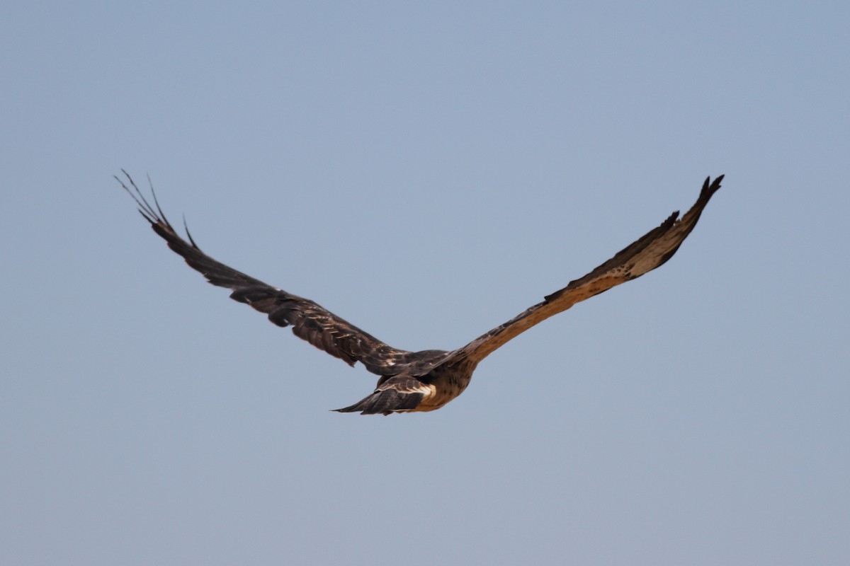 Swainson's Hawk - ML605513741