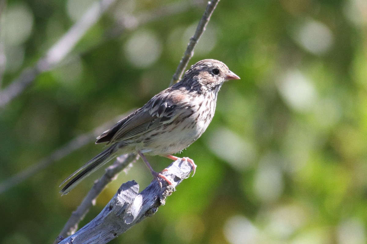 Vesper Sparrow - ML605514041