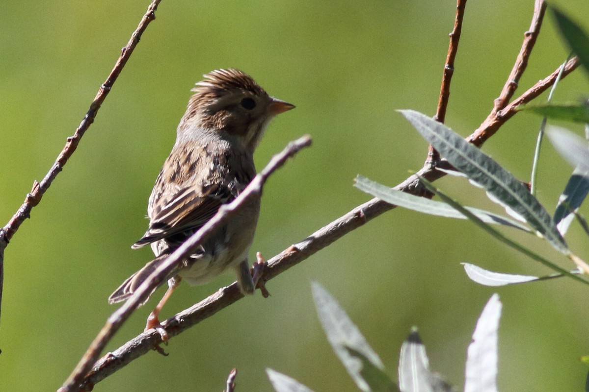 Clay-colored Sparrow - ML605514081