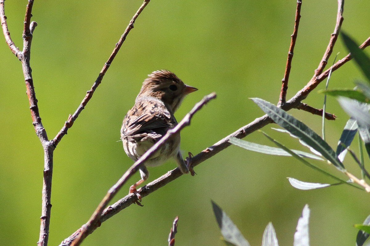 Clay-colored Sparrow - ML605514121