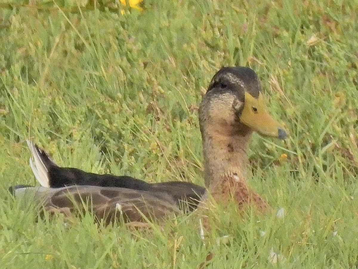 Canard colvert - ML605515301