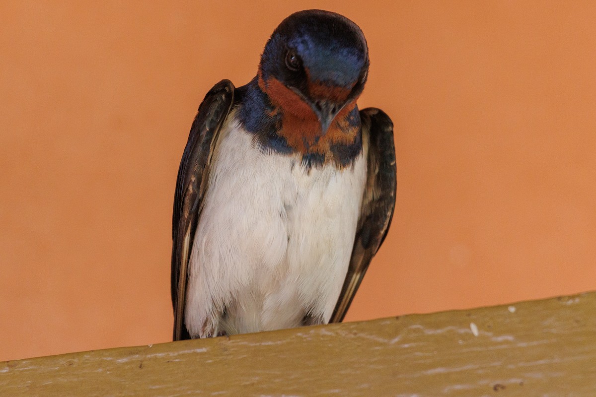 Red-chested Swallow - Antonio Xeira