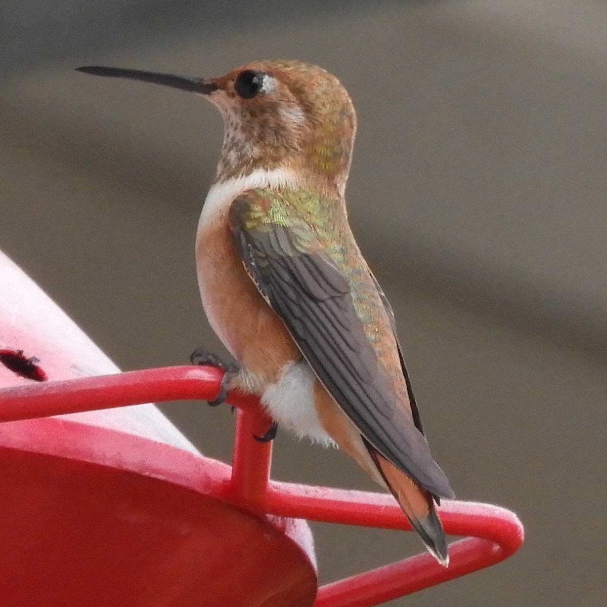 Rufous Hummingbird - ML605515991