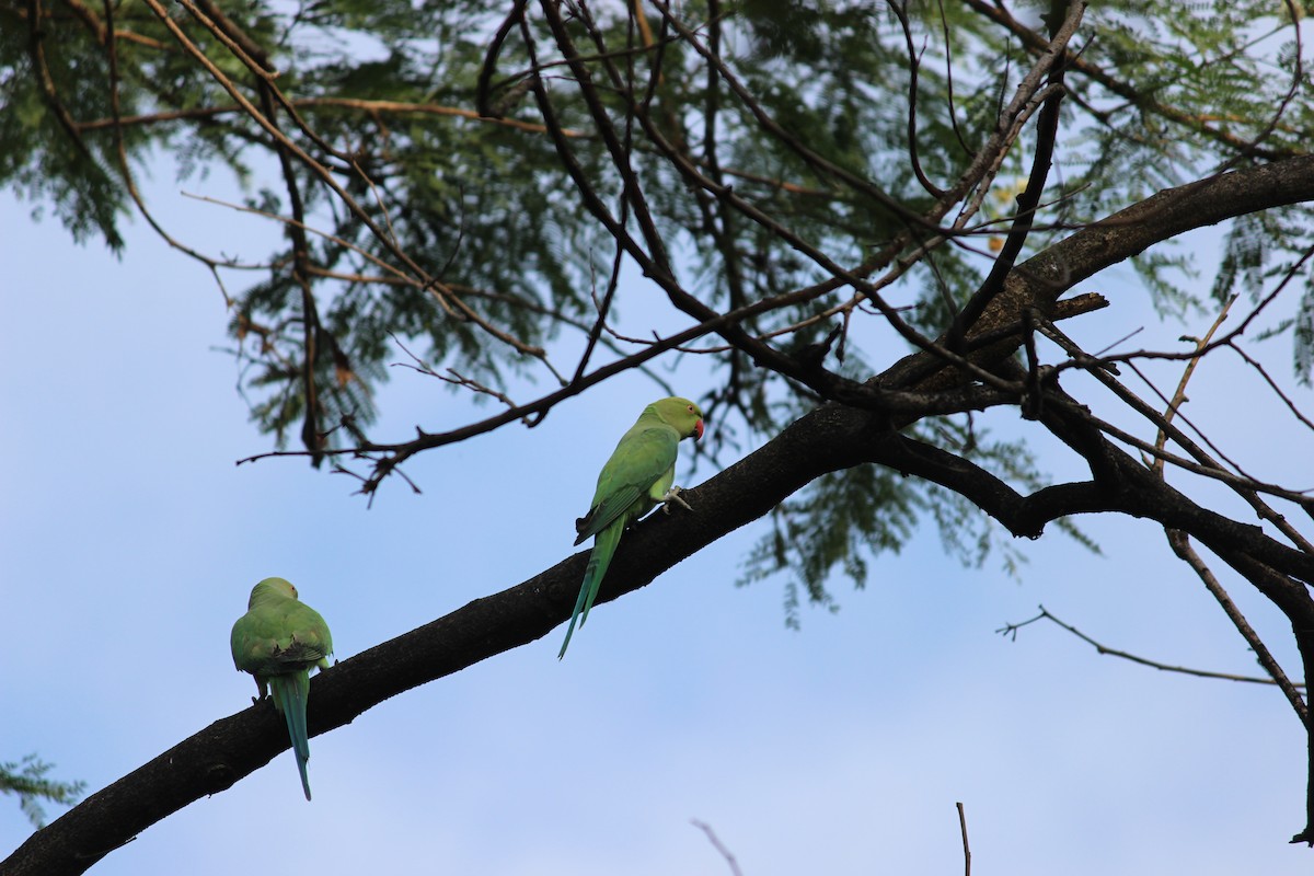 Rose-ringed Parakeet - ML60551621