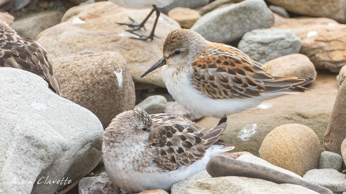 Western Sandpiper - ML605516361