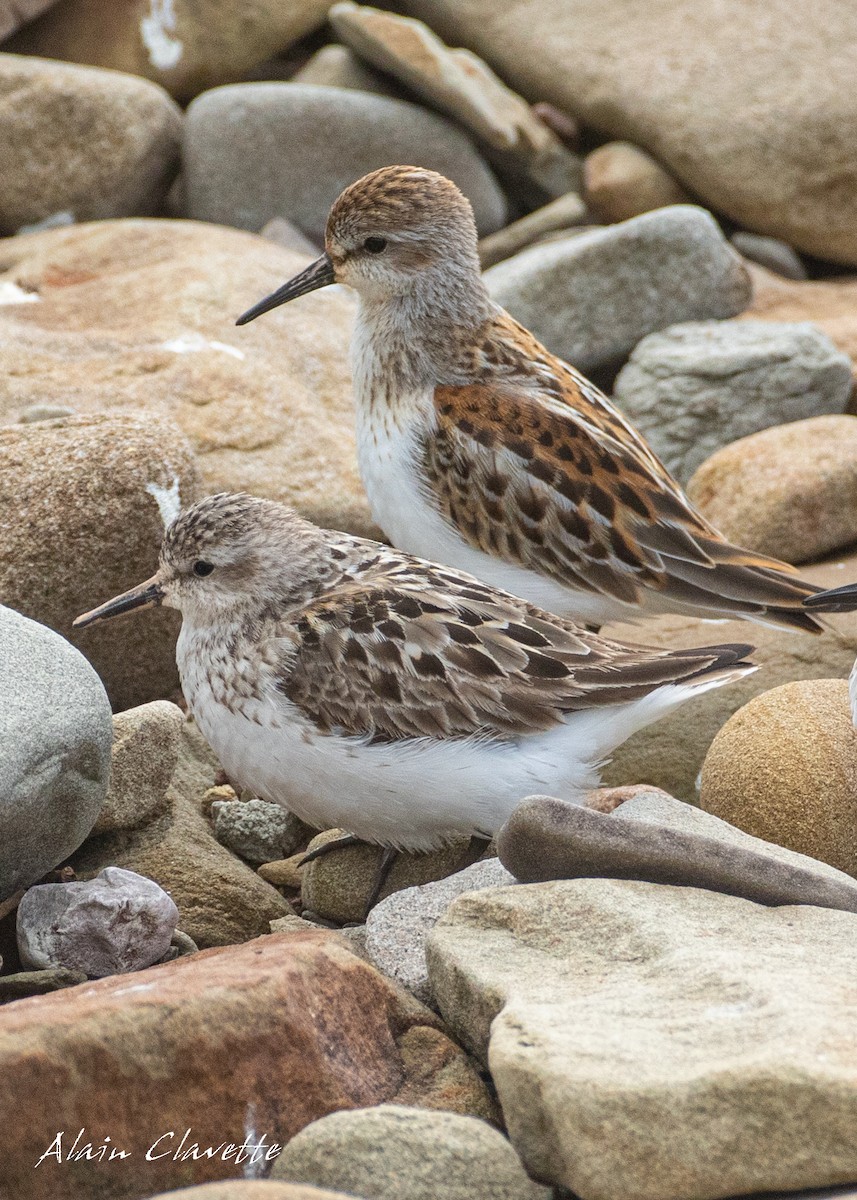 Western Sandpiper - ML605516371