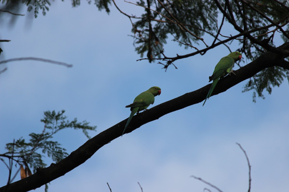 Rose-ringed Parakeet - ML60551641