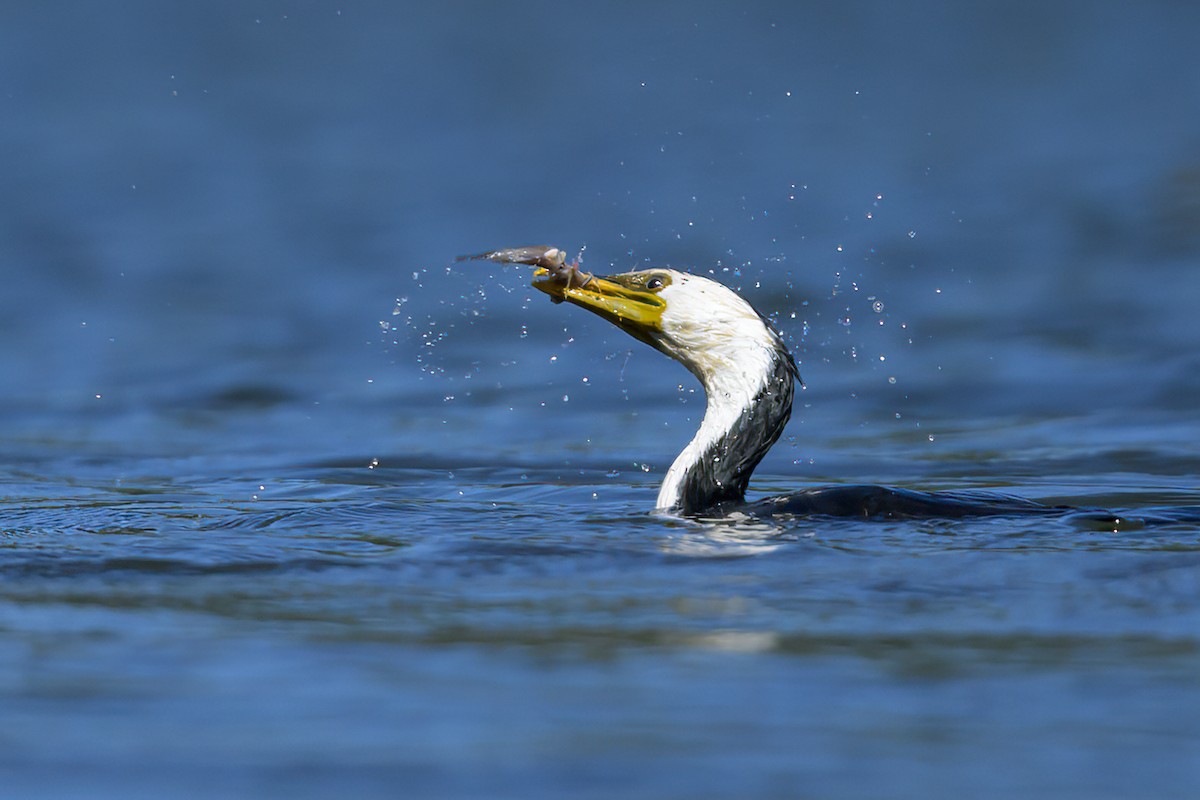 Little Pied Cormorant - ML605518101