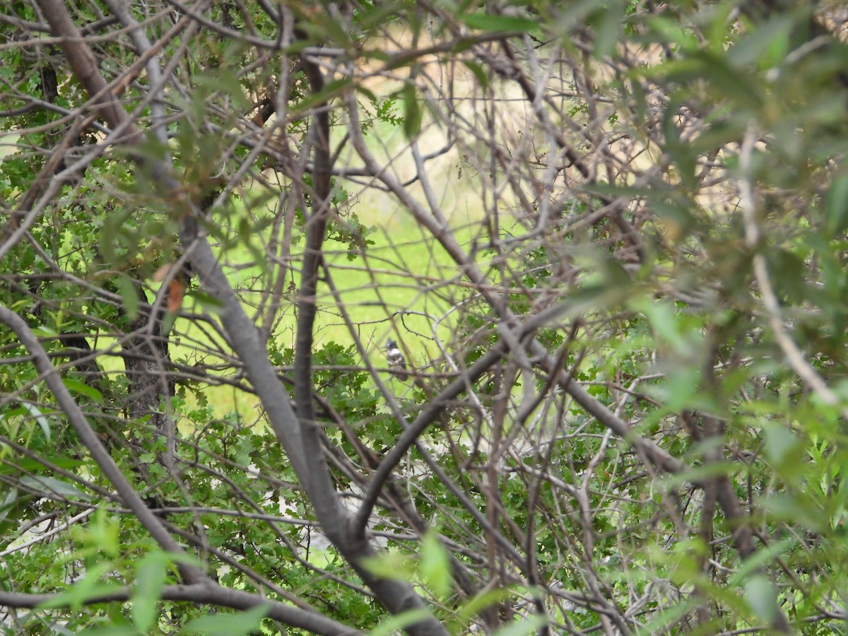 Belted Kingfisher - ML605518211