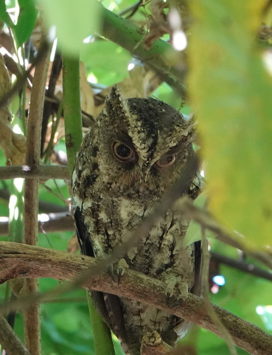Sulawesi Scops-Owl - Rosemary Lloyd