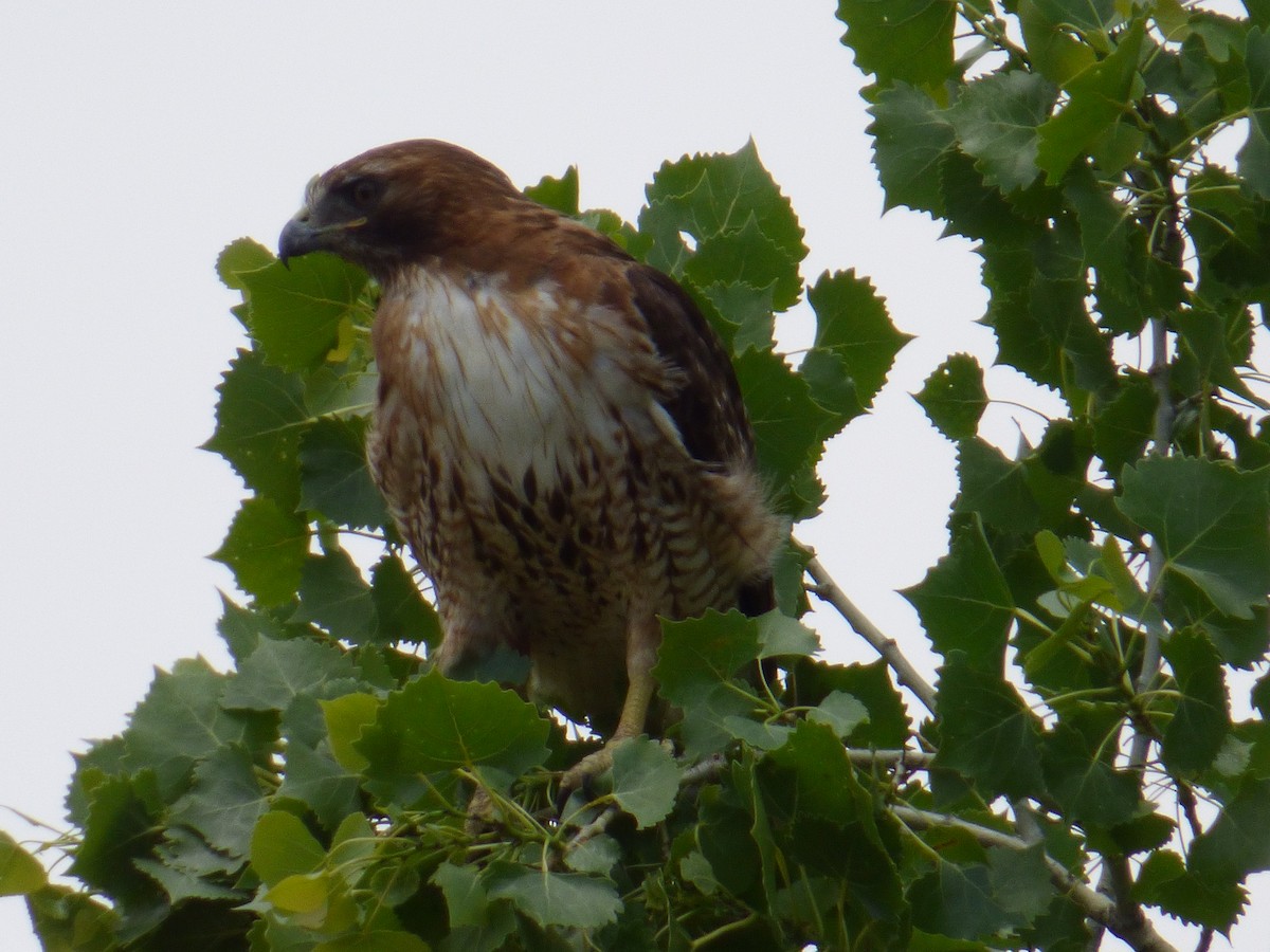 Red-tailed Hawk - Amanda Walker