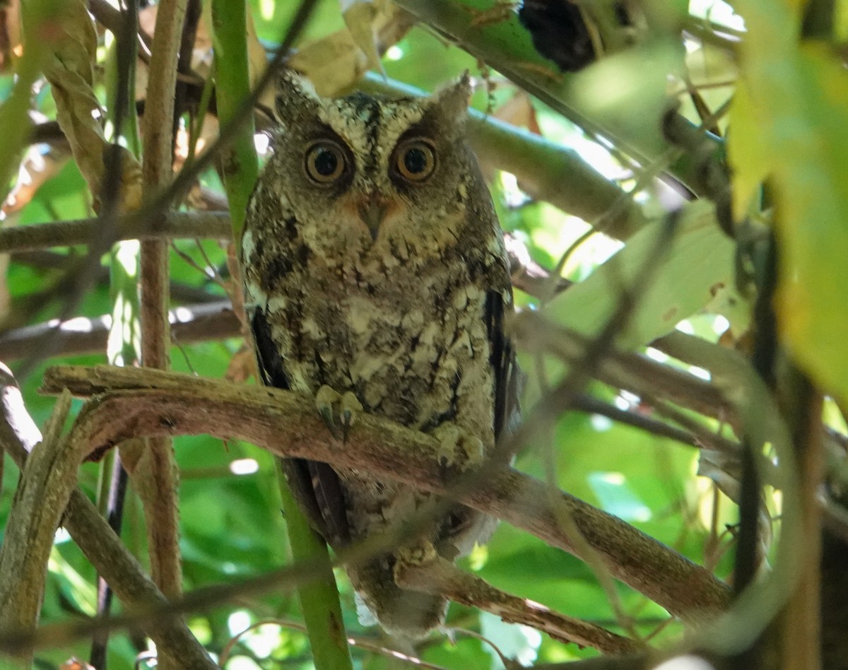 Sulawesi Scops-Owl - Rosemary Lloyd