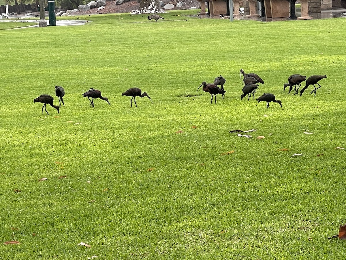 White-faced Ibis - ML605518781