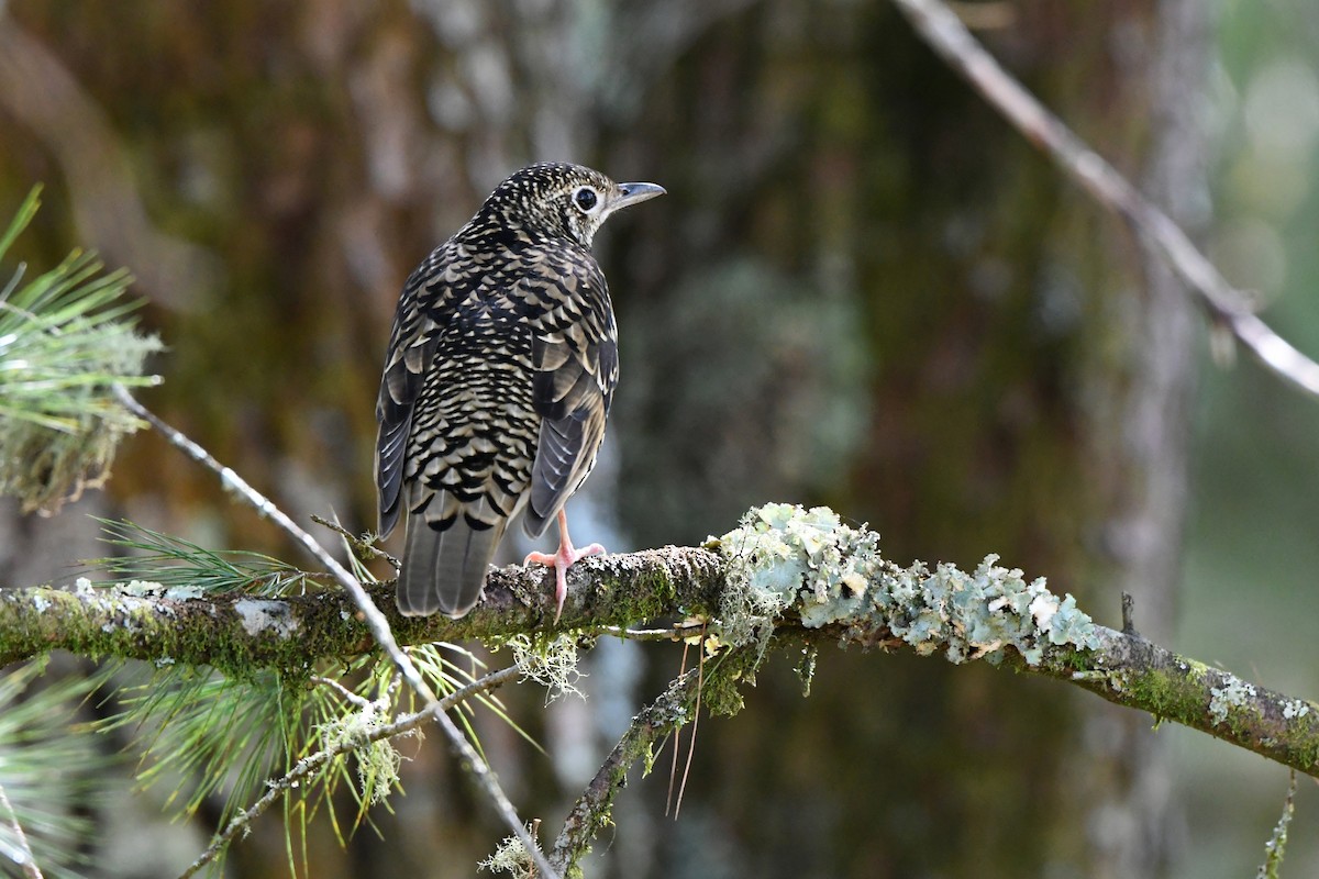 White's Thrush - Paul Shaffner