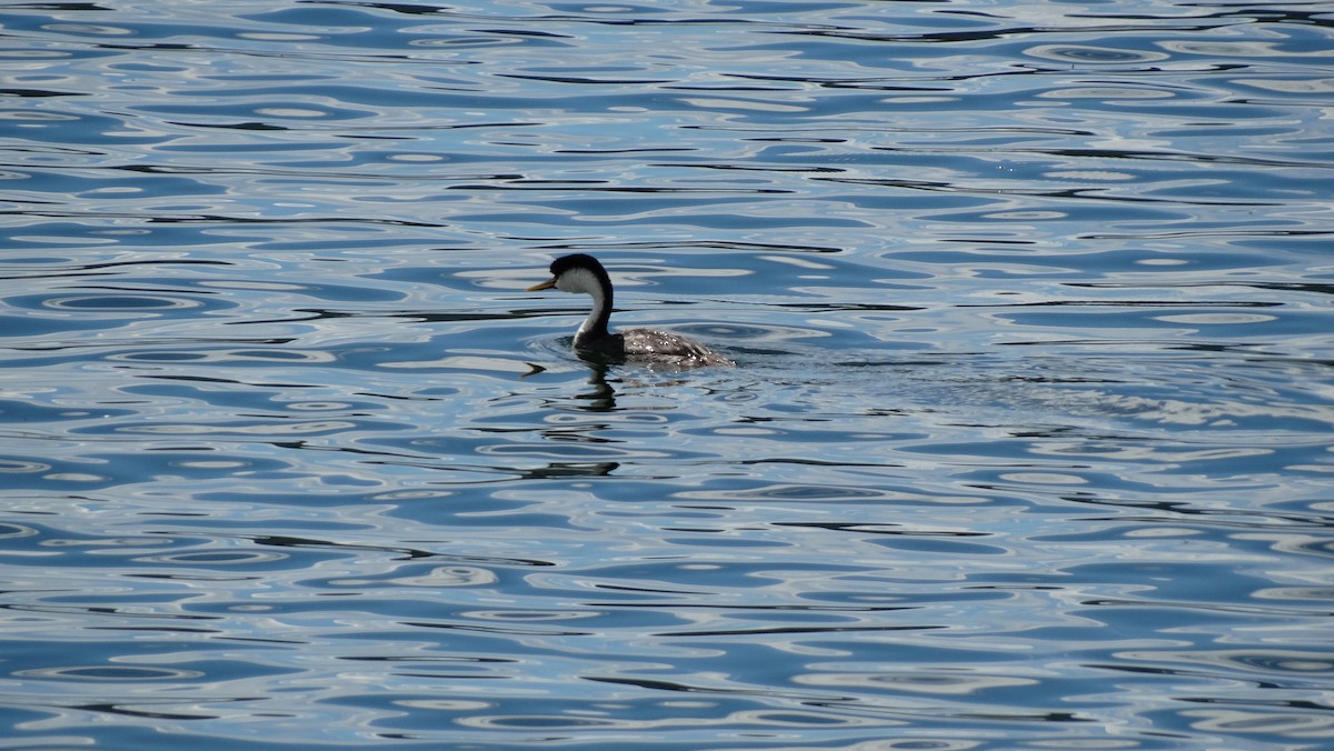 Western Grebe - ML605520901