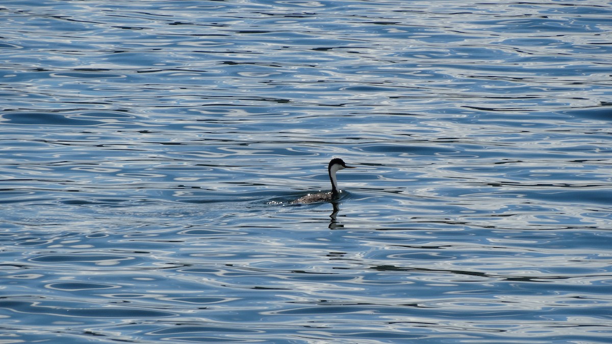 Western Grebe - ML605520921