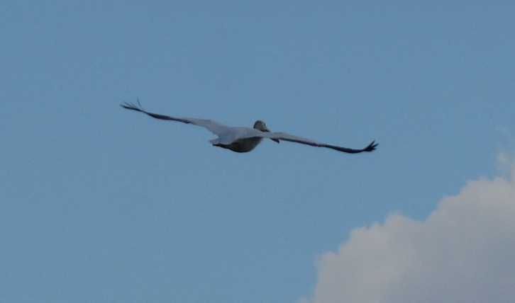 American White Pelican - ML605520951