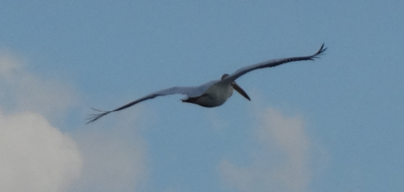 American White Pelican - ML605520961