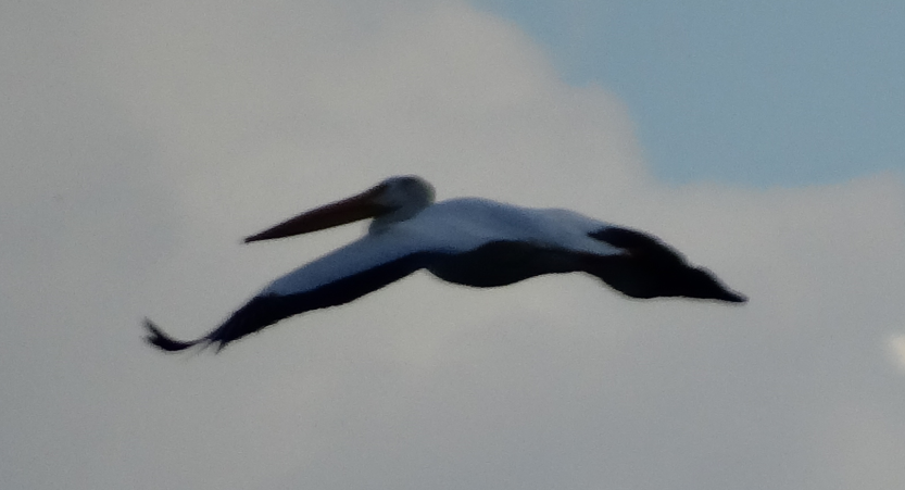 American White Pelican - ML605520971