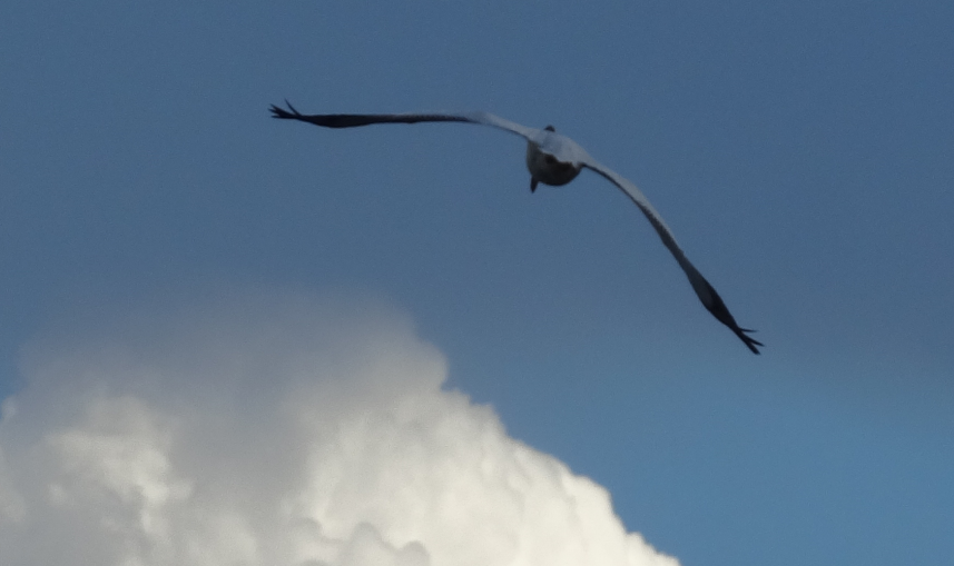 American White Pelican - ML605520981