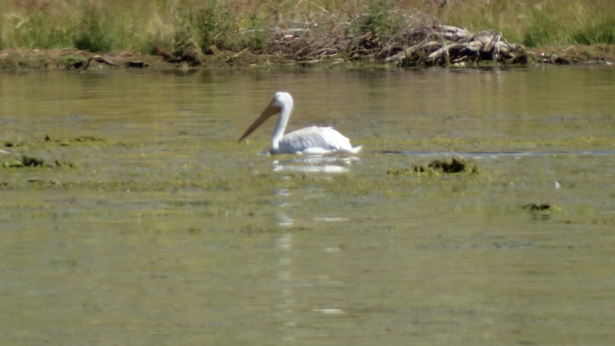 American White Pelican - ML605520991