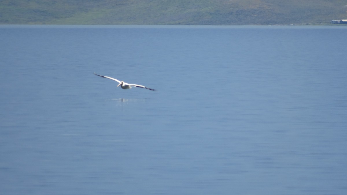 American White Pelican - ML605521001