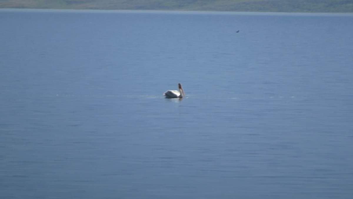 American White Pelican - ML605521011