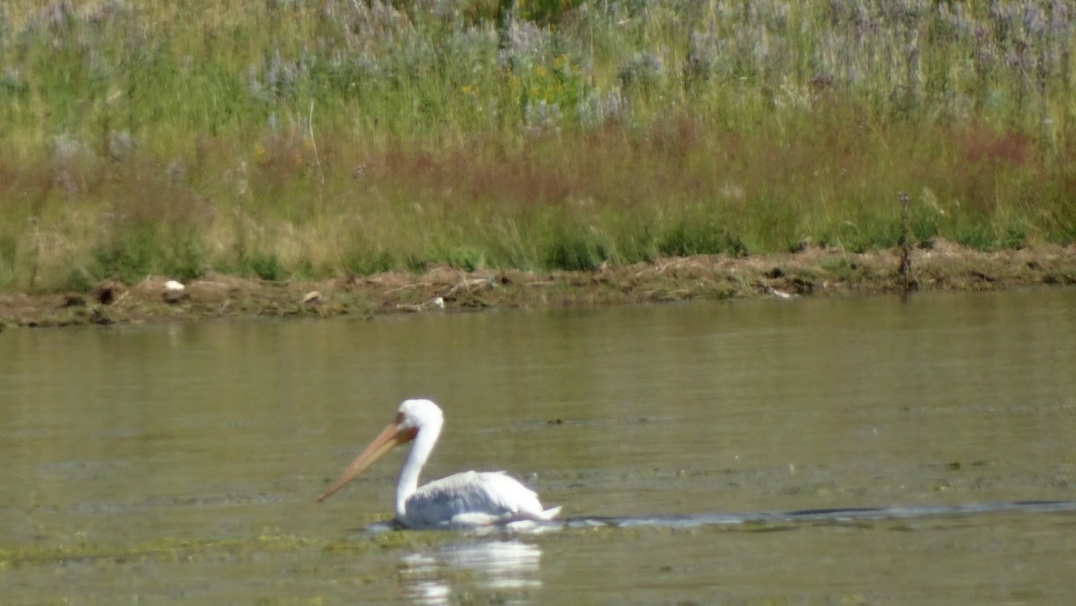 American White Pelican - ML605521021
