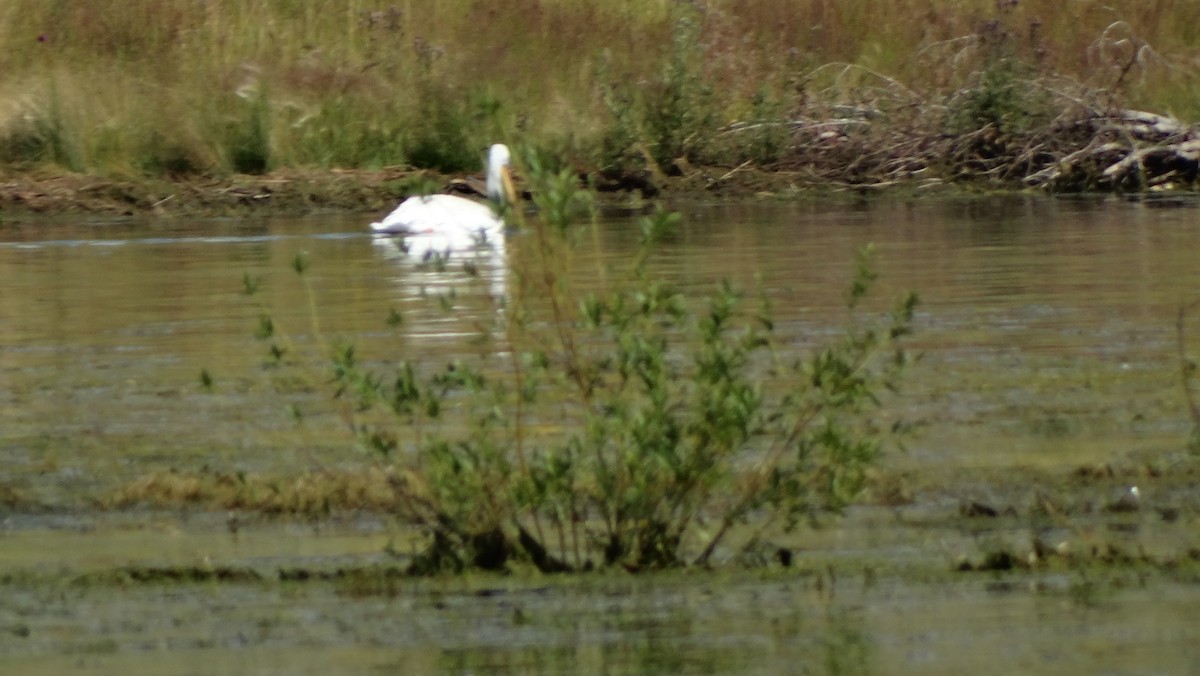American White Pelican - ML605521031