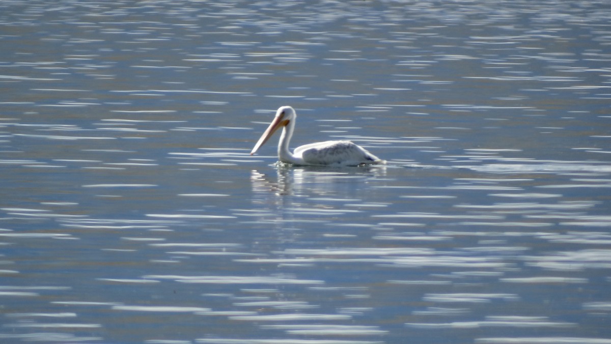 American White Pelican - ML605521041