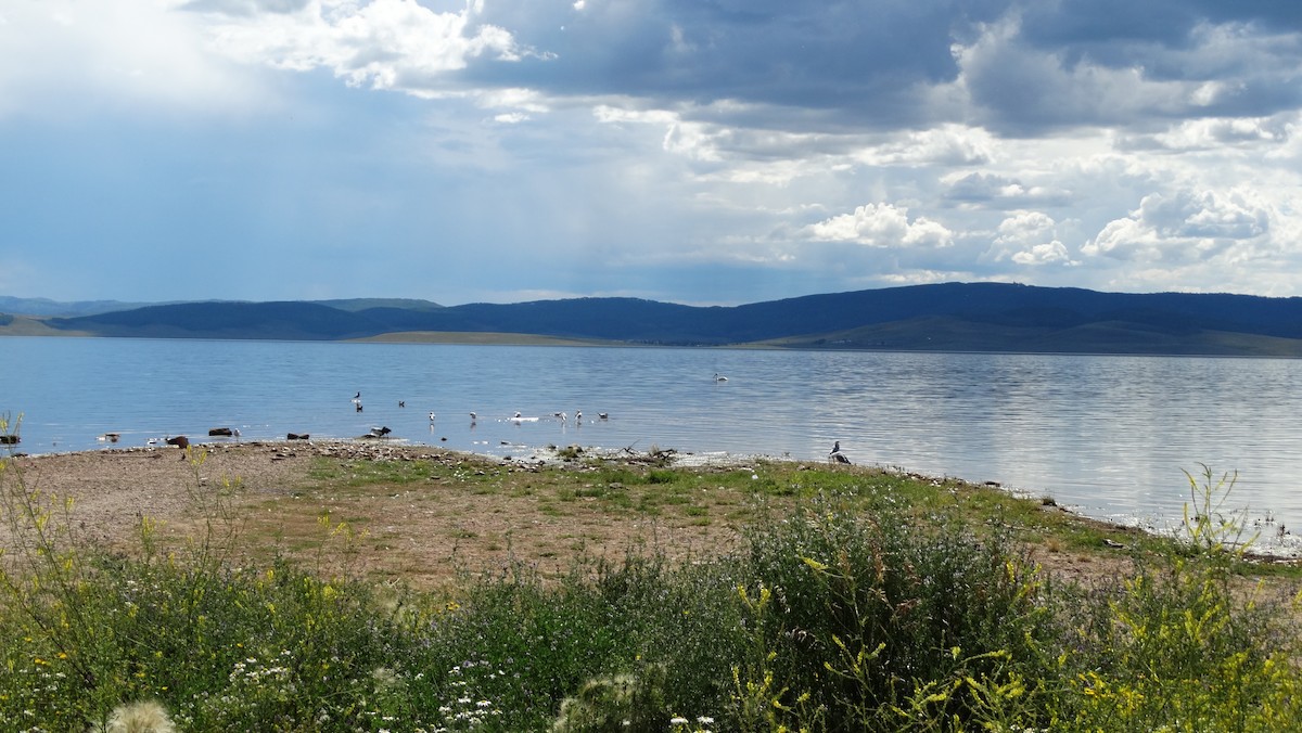 American White Pelican - ML605521051