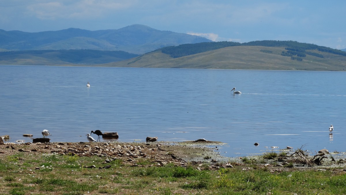 American White Pelican - ML605521061