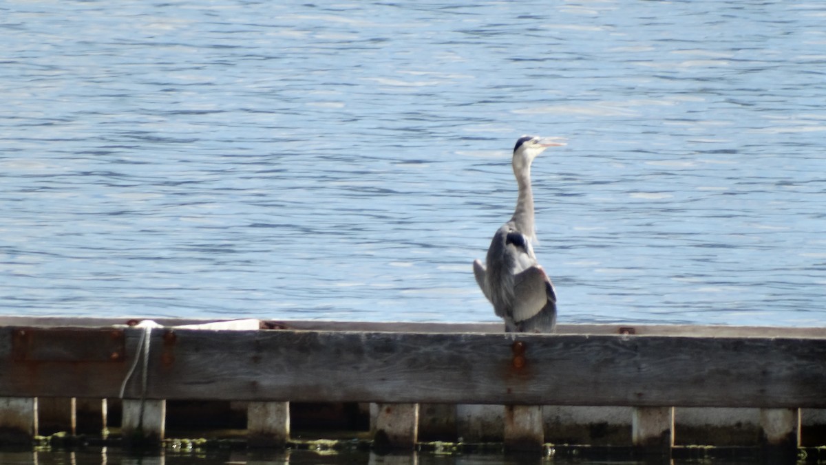 Great Blue Heron - ML605521071