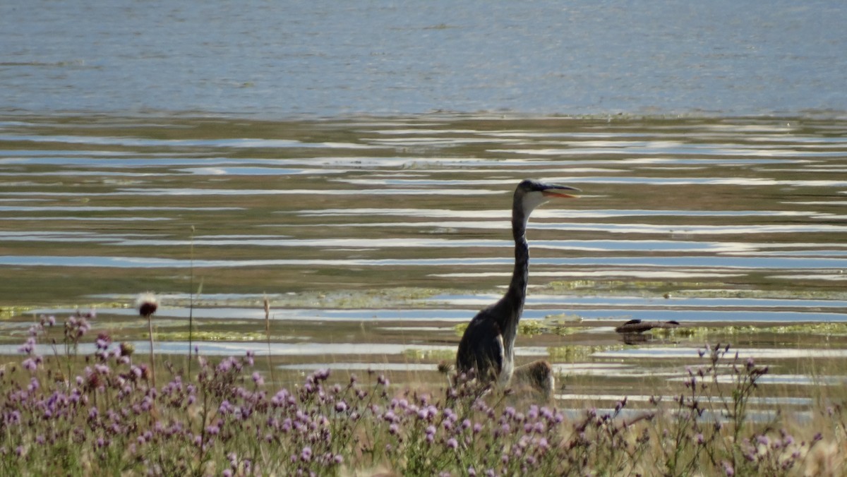 Great Blue Heron - ML605521081