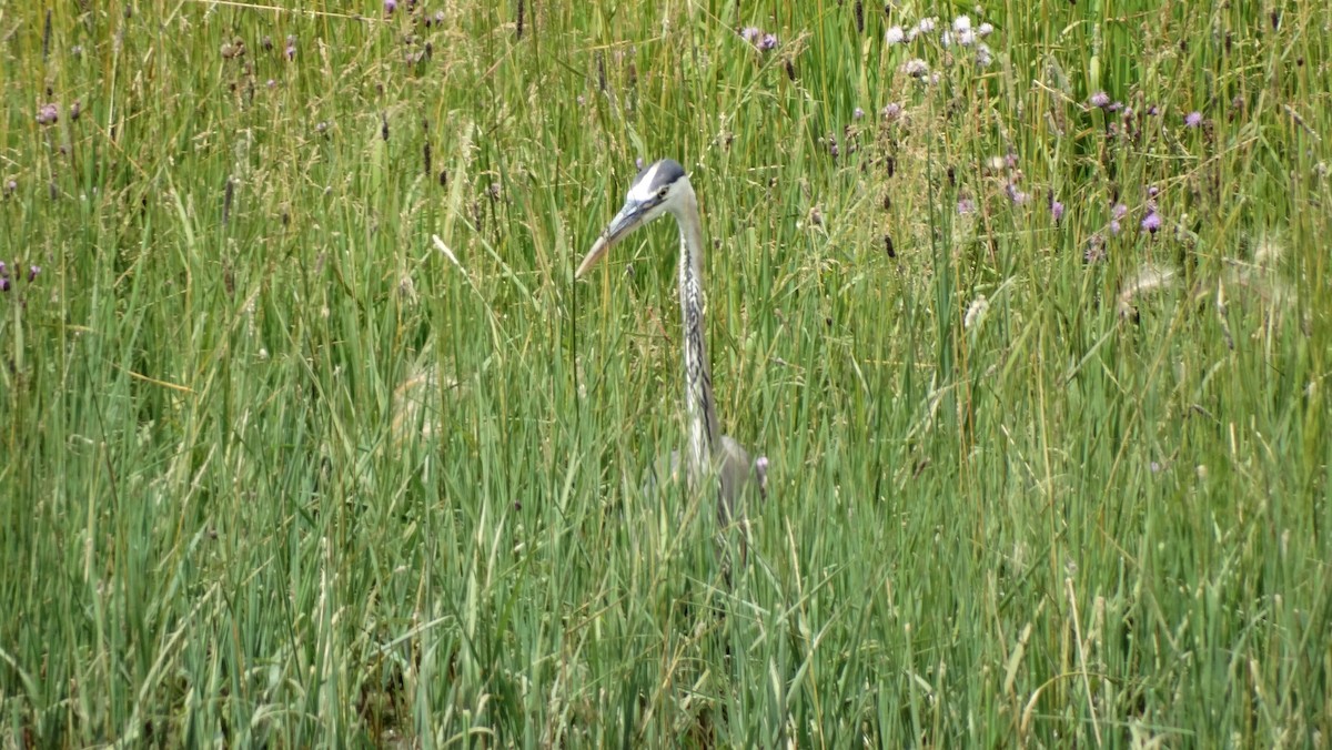 Great Blue Heron - ML605521101