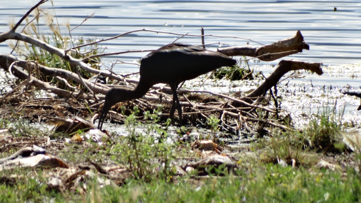 Glossy/White-faced Ibis - ML605521141