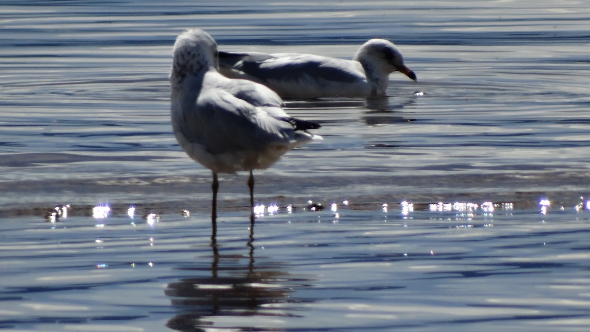 Ring-billed Gull - ML605521381