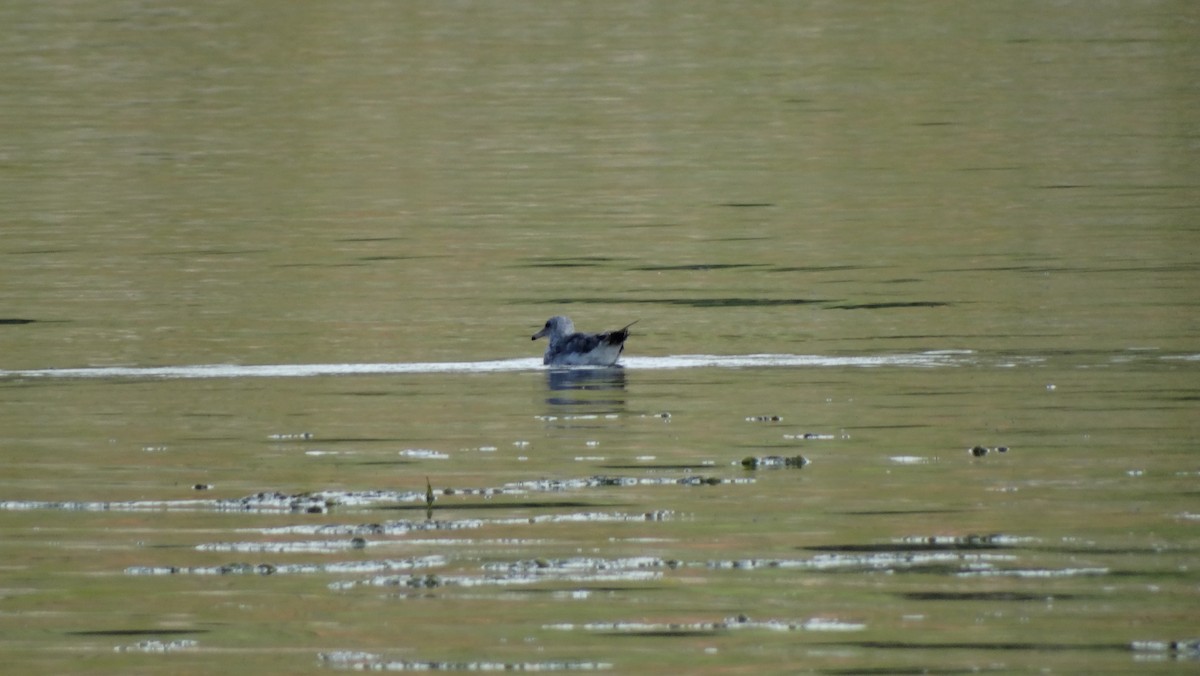 Ring-billed Gull - ML605521391