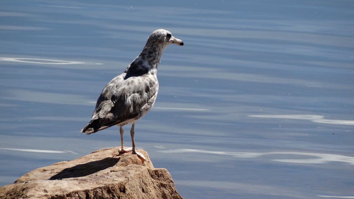 Ring-billed Gull - ML605521401