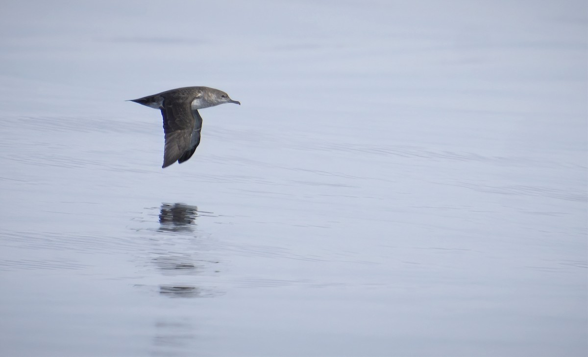 Black-vented Shearwater - ML605521511