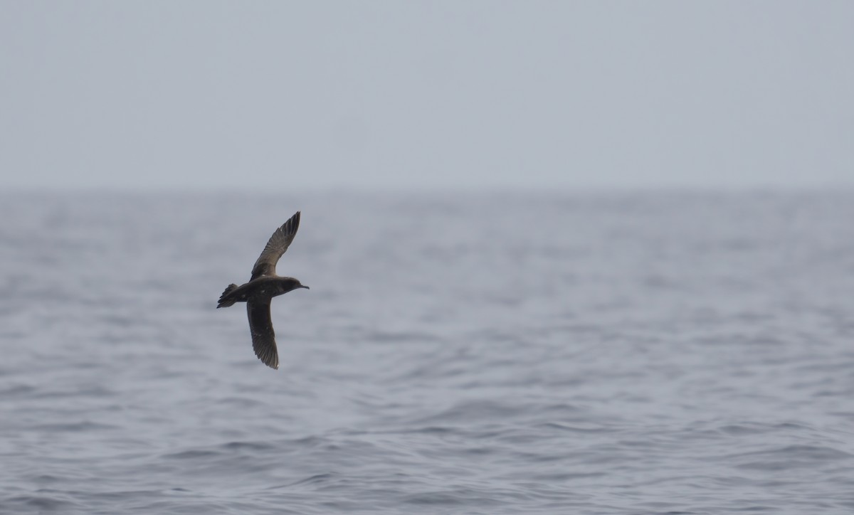 Sooty Shearwater - ML605521551