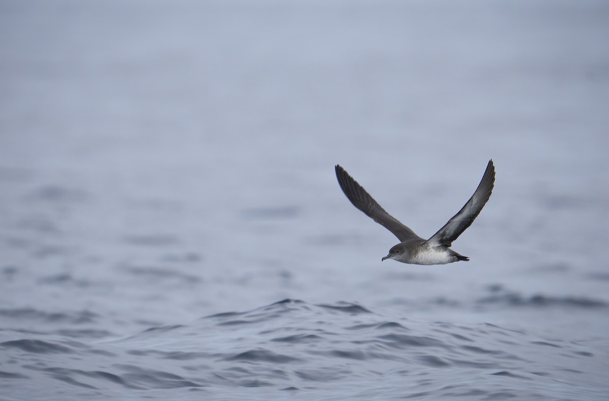 Black-vented Shearwater - ML605521591