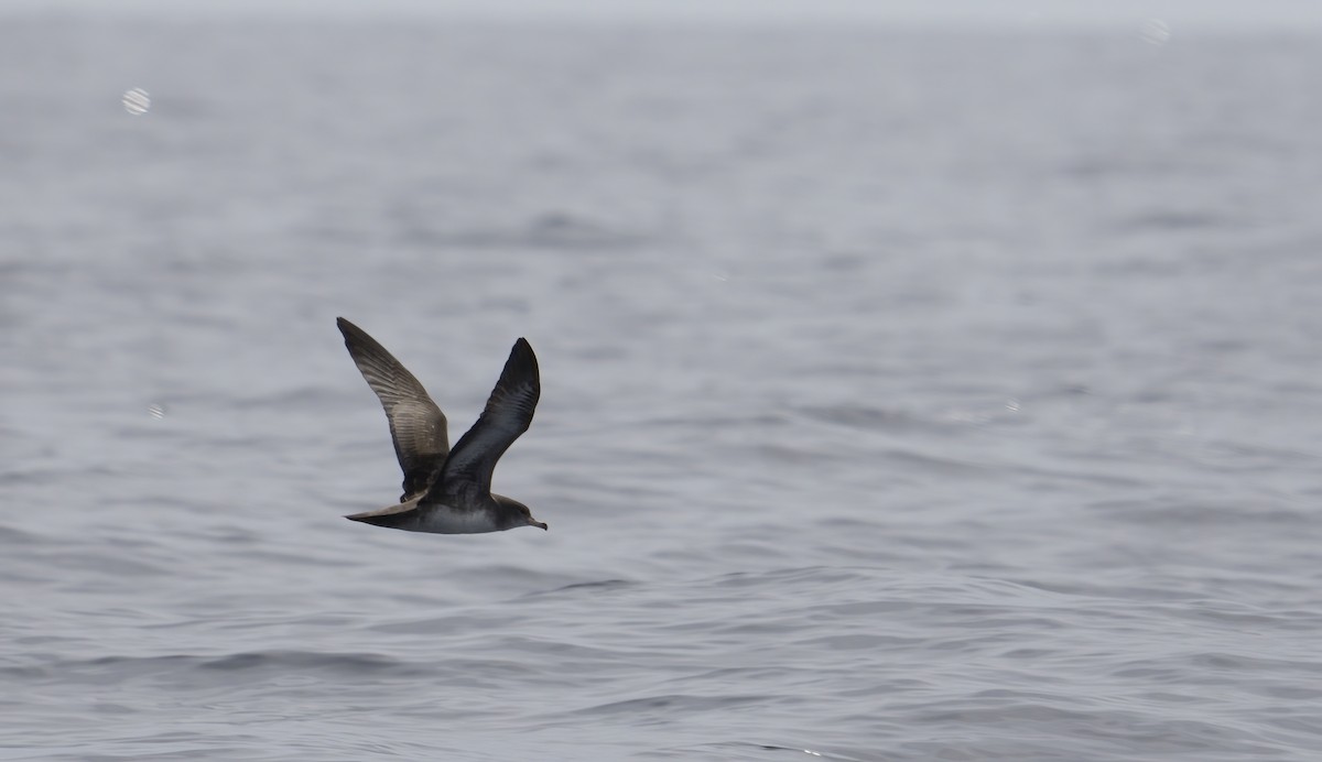 Pink-footed Shearwater - ML605521601