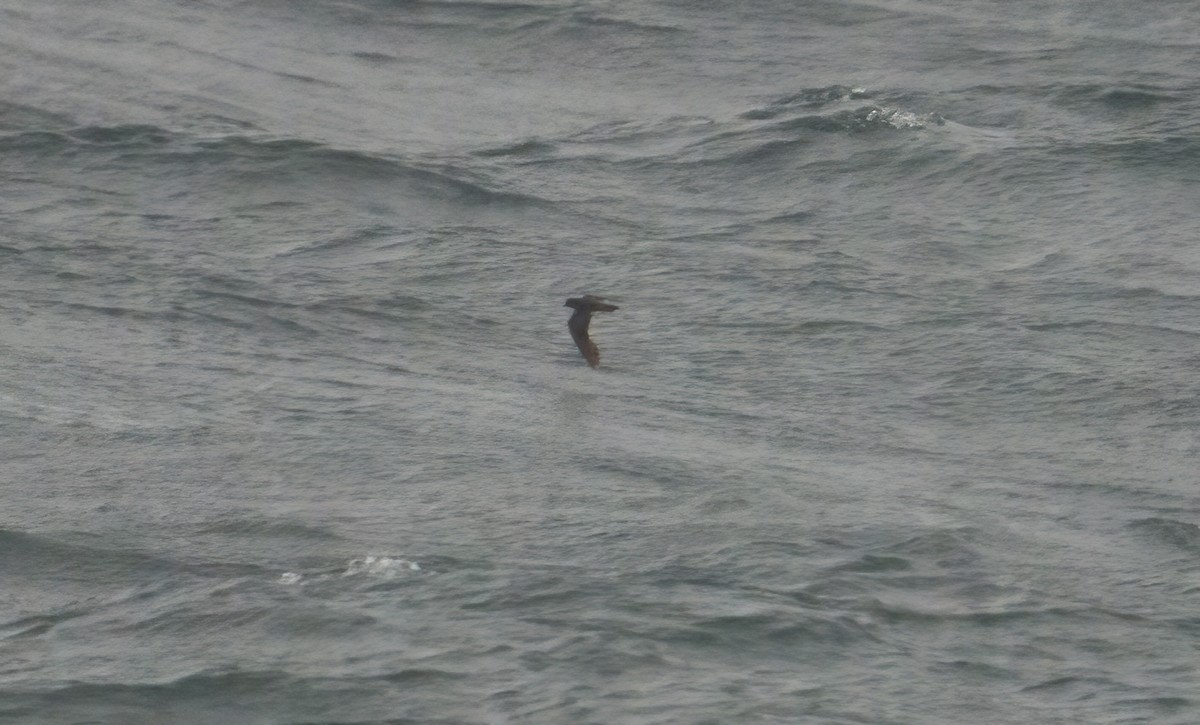 Least Storm-Petrel - ML605521631