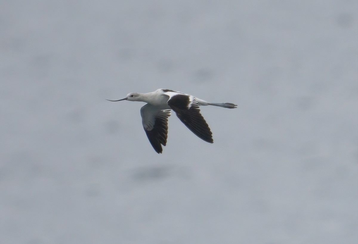 Avoceta Americana - ML605521641