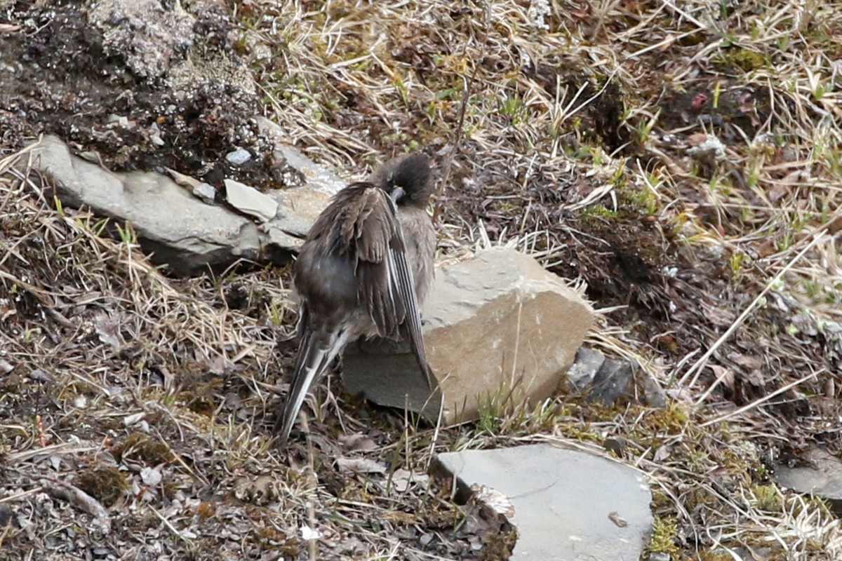 Black-headed Mountain Finch - ML60552281