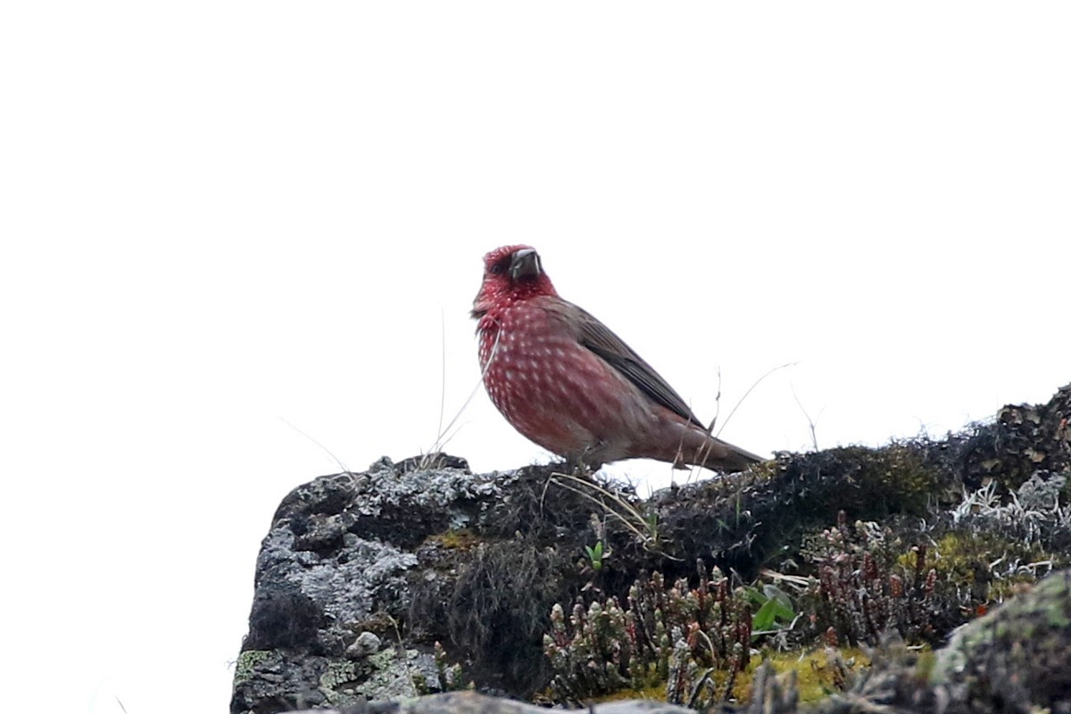 Streaked Rosefinch - ML60552301