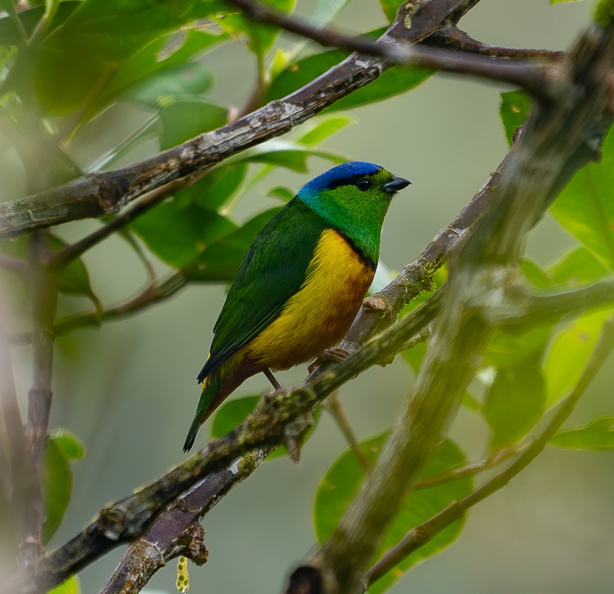 Chestnut-breasted Chlorophonia - Yuldor Trujillo